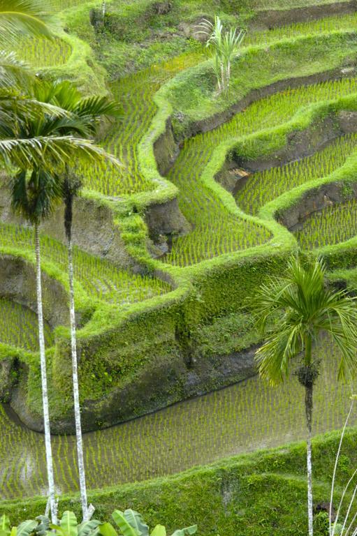 Alami Villa Ubud Exteriér fotografie